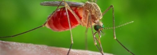 Как устранить зуд после укуса комара