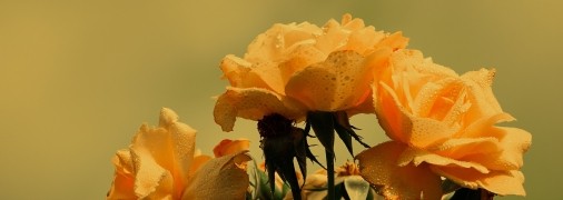 Троянди, немов вишукані королеви, потребують турботи. І весна – найкращий час, щоб подарувати їм необхідні поживні речовини для рясного цвітіння.