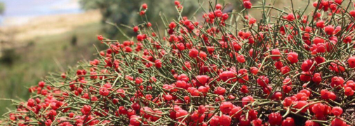 Кущі ягід на схилах Куяльника