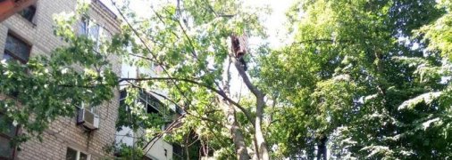 Не було ні вітру, ні дощу: в Харкові величезний клен впав на п'ятиповерхівку, пошкодивши балкони і вікна (фото, відео)