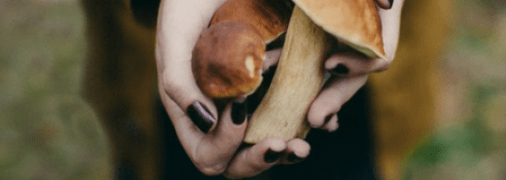 За грибами с ребенком: как научить детей отличать съедобные грибы от несъедобных