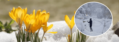 Квіти та снігопад
