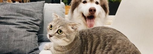 Кошатники рискуют больше всего: ученые выяснили, как животные могут заражать людей коронавирусом