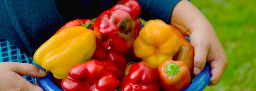 Болгарський перець