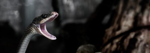 Шестилетняя София после укуса змеи попала в больницу : как отдохнуть на природе без последствий