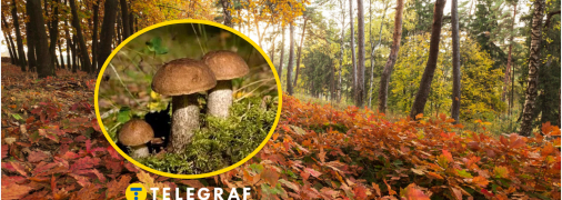 Гриб-подберезовик