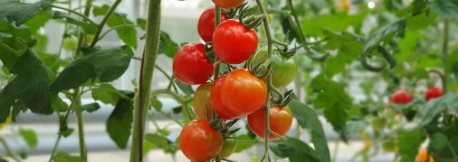 Удобрення помідорів дуже важливе в період їх дозрівання