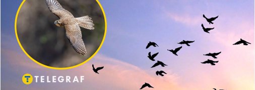 Деякі птахи вчаться жити в містах