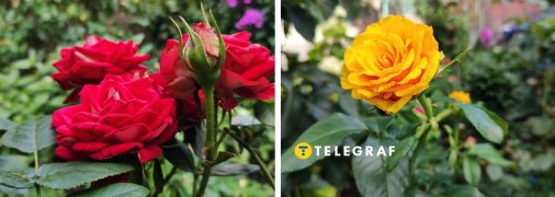 Ця помилка може погубити ваші троянди влітку