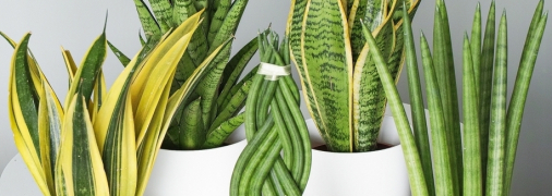 Комнатные растения