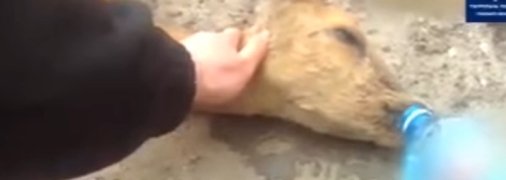 Под Сумами произошло ЧП с необычным "пешеходом": видео спасения