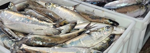 Срібне багатство Дунаю - український оселедець