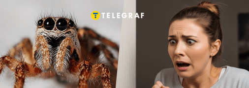 В Україні є неотруйні павуки