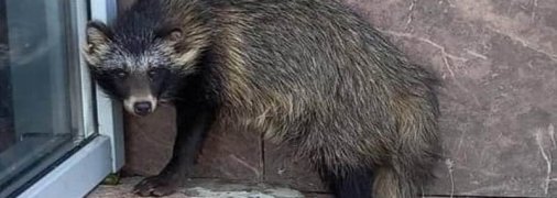 На территорию Запорожской АЭС зачастили дикие животные: на этот раз пришла собака - енотовидная