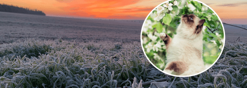 Заморозки припадають на початок квітня