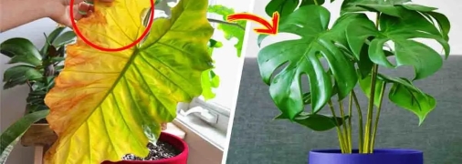 Советы, которые помогут спасти ваши растения