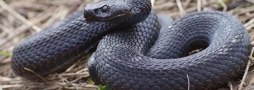 Все чаще нападают: на Львовщине за день три человека попали в больницу после укуса змей