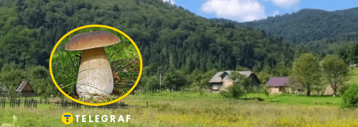 Во Львовской области нашли гигантский белый гриб