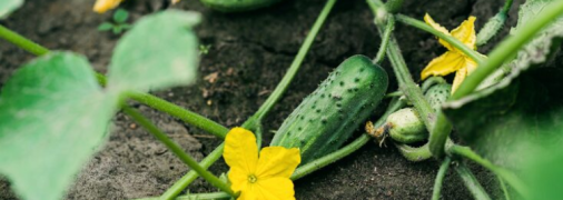 Що зробити, щоб огірки не мерзли вночі