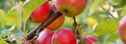 Подкормка яблонь в августе