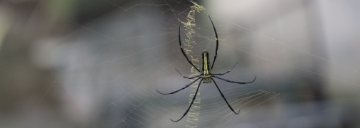 Відлякати павуків легко