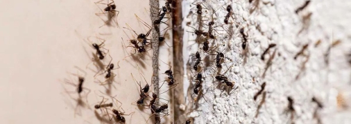 Натуральное, экологическое и экономичное решение проблемы с насекомыми