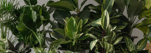 Некоторые растения прекрасно заменяют осушитель воздуха (изображение создано с помощью ИИ)