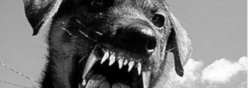 На Житомирщині собака покусала бабусю: власнику загрожує два роки покарання за відкриту калитку