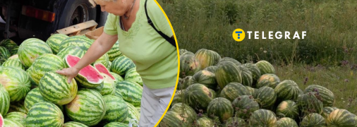 Цьогоріч кавуни вродили добре