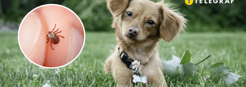 Домашні улюбленці вразливі до членистоногих