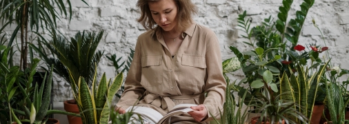 Тещин язик – відмінна рослина для вашого житла