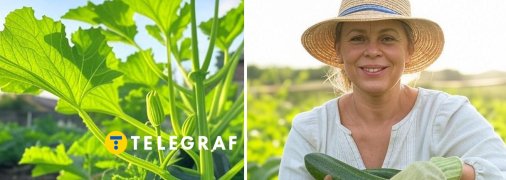 З цими порадами кабачки порадують урожаєм