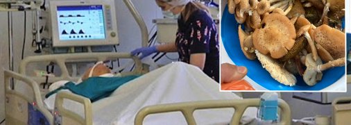 Гриби можуть відправити на лікарняне ліжко