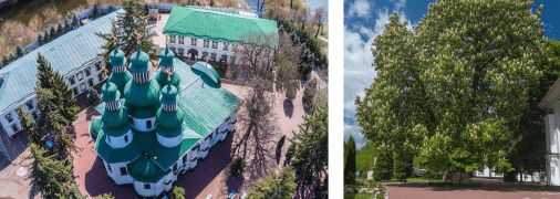 350-річний каштан