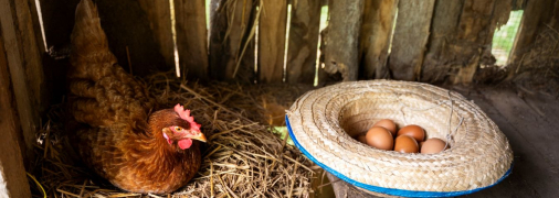 Курица рядом с яйцами