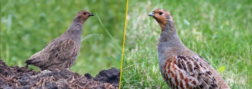 Сіра куріпка