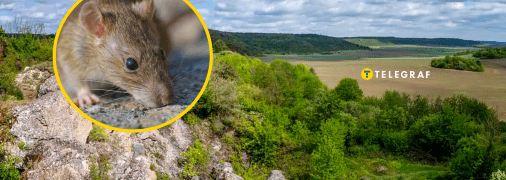 Мишки розплодилися на Тернопільщині