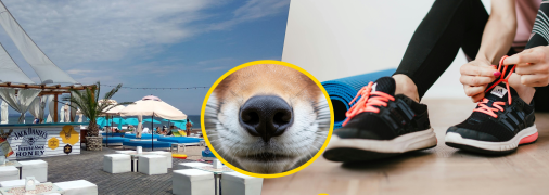 В Одесі хижа тварина прийшла на спортивний майданчик