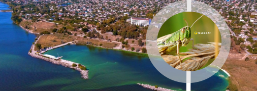 Нашестя сарани