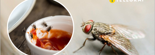 Почему мухи больно кусаются