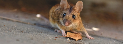 Гризуни – проблема багатьох домовласників