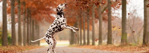 Далматинец