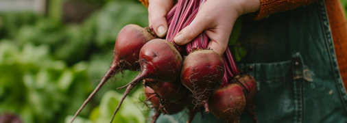 Ваші буряки виростуть солодкими та великими завдяки дешевому продукту