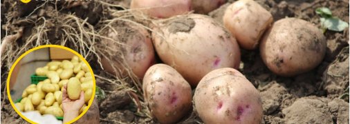 Картопля в полі