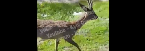 Кто потерял? В Киеве возле метро заметили олененка (видео)