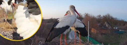 У гнізді склалася нова пара