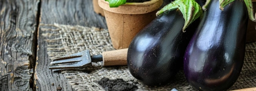 Баклажаны — довольно капризные растения (изображение создано с помощью ИИ)