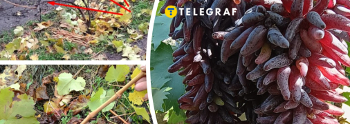 Как правильно обрезать и укрыть виноград на зиму