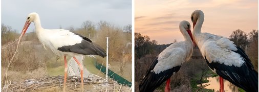 Аисты. Фото с камеры видеонаблюдения за гнездом