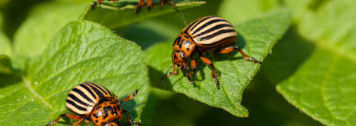 Лук, чеснок и календула - отлично отпугивают жуков, если посадить их рядом